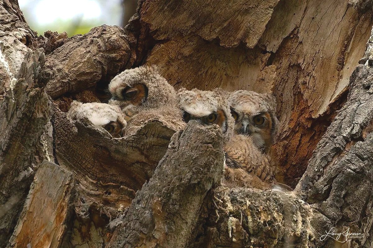 _DSC8362 - Four baby owlets watching for something interesting.  Nothing going on to the right!