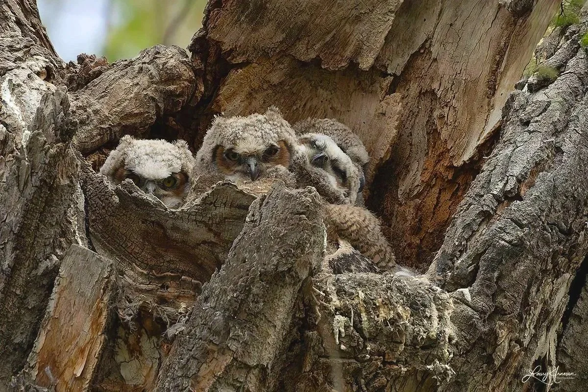 _DSC8310 - Four owlets in the nest.  Sometimes it hard to tell where one ends and the next one begins