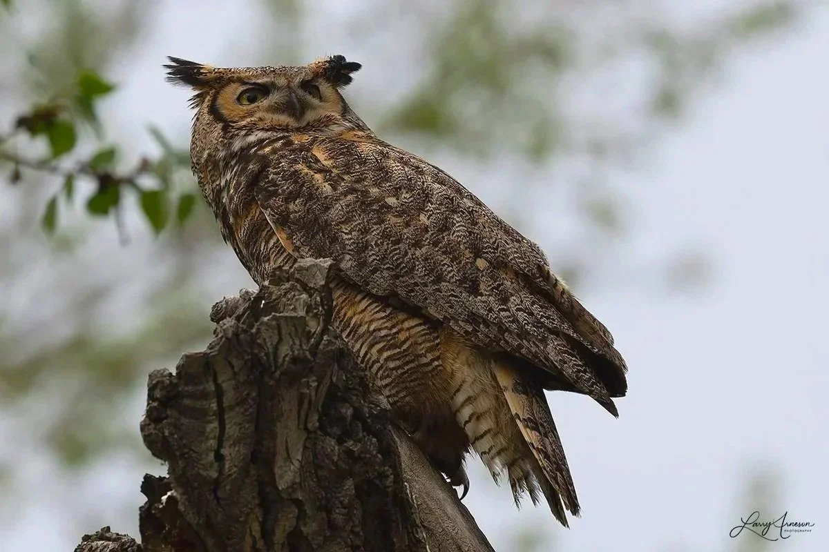 _DSC8265 - Mama Great Horned Owl keeping watch from a distance.