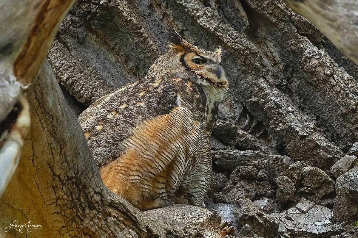 _DSC8204 - Mama Great Horned Owl taking a break.