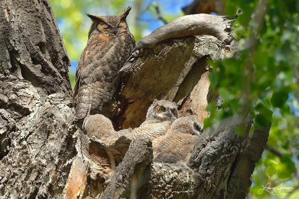 _DSC8188 - Mama Great Horned Owl keeping watch over the nest and her babies.  Occasionally, she would intercede to make sure all the babies got plenty to eat.