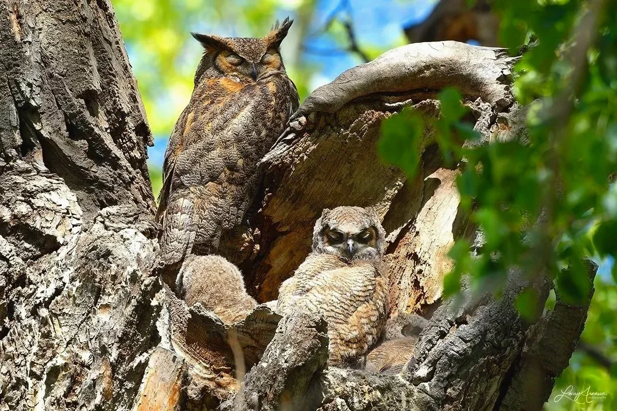 _DSC8175 - Mama Great Horned Owl keeping watch over the nest and her babies.