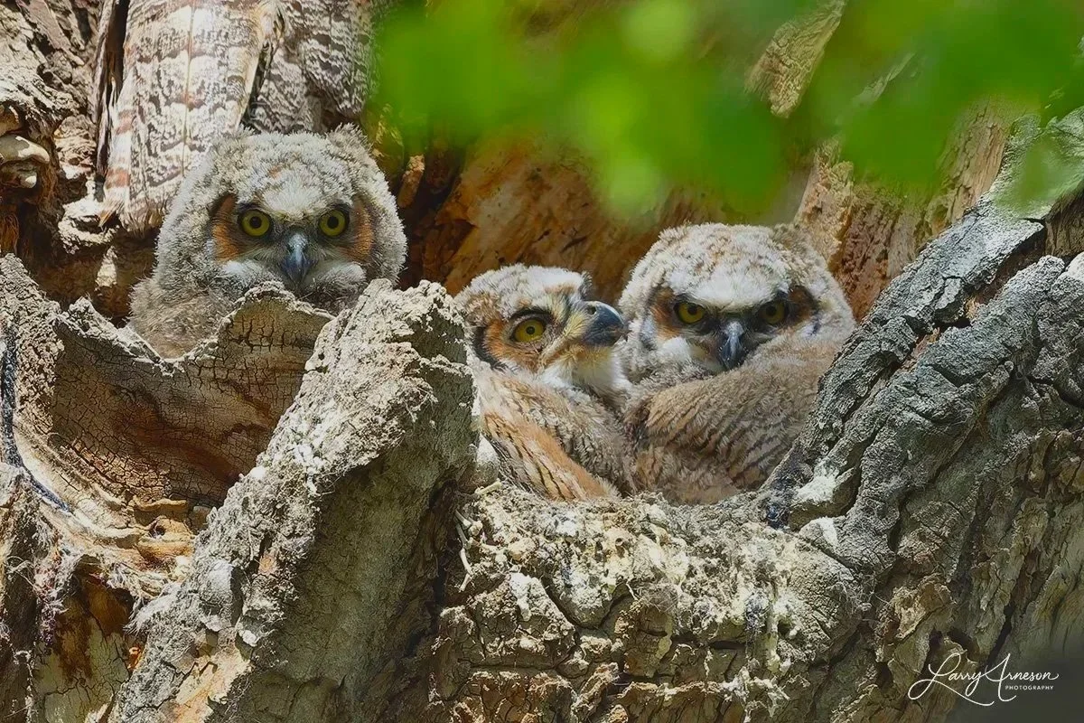 _DSC8005 - Three baby owlets checking things out!