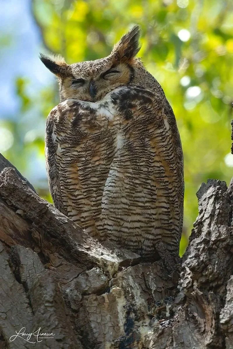 _DSC7887 - Mama Great Horned Owl taking a break.
