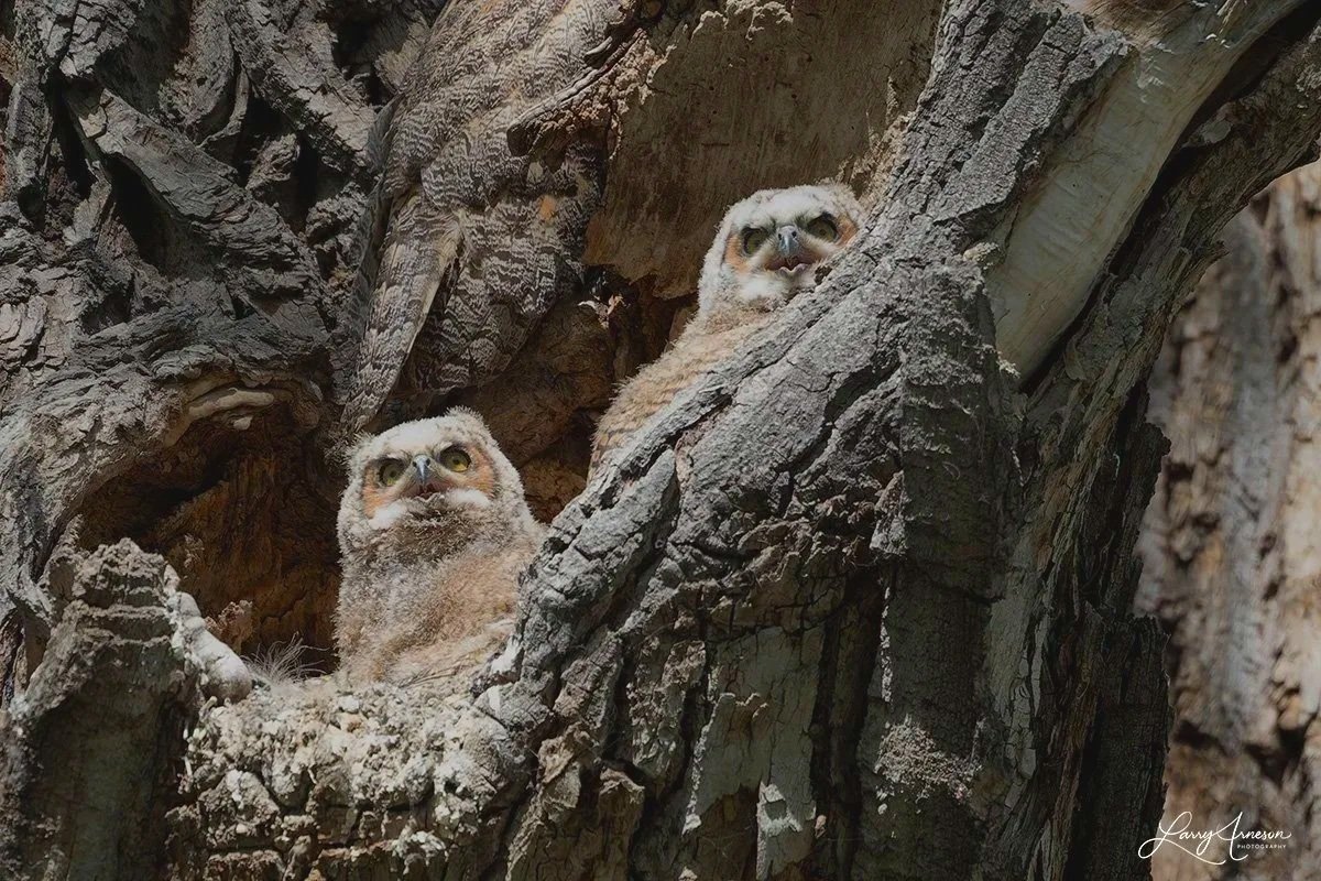 _DSC7731 - Great Horned Owlets.  The mother owl is also partially in this picture.   Can you see her? Maybe this is why owls are so hard to spot in the wild?