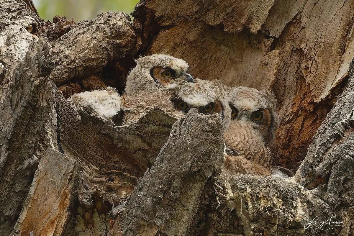 _DSC8393 - Four baby owlets watching for something interesting.  Nothing going on to the left either!