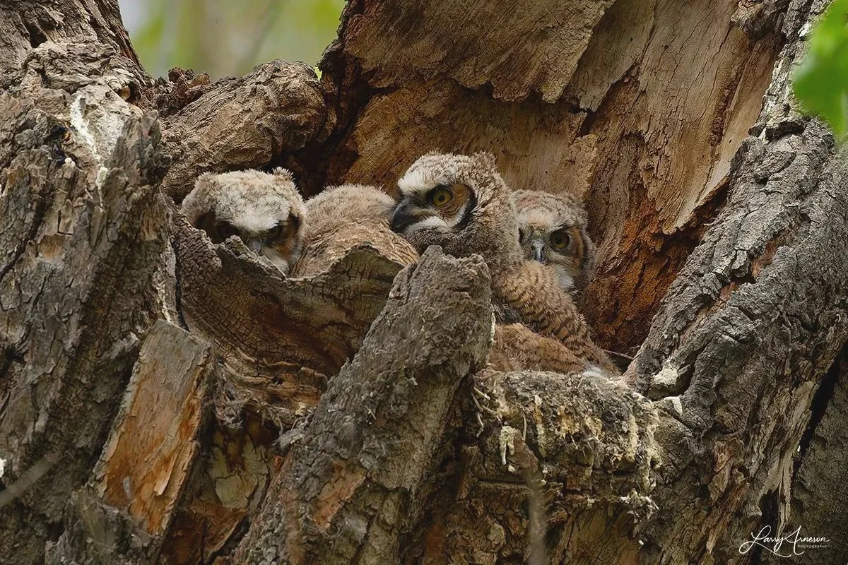 _DSC8403 - I think I'd better check the back side of the nest to make sure everything's okay.  Yep, everything's fine.