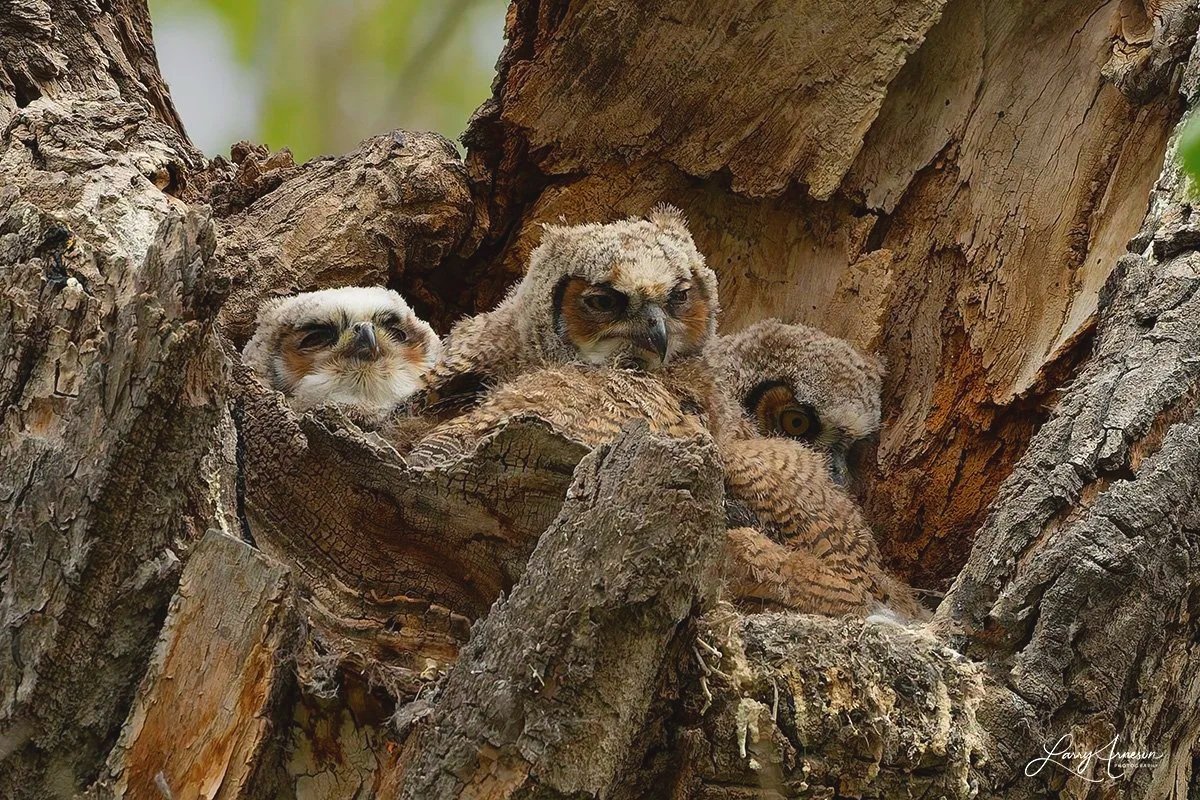 _DSC8433 - Four baby owlets changing places in the nest.