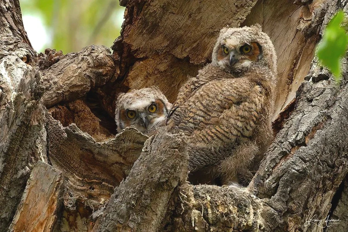 _DSC8463 - One of the young owlets venturing to the edge of the nest.