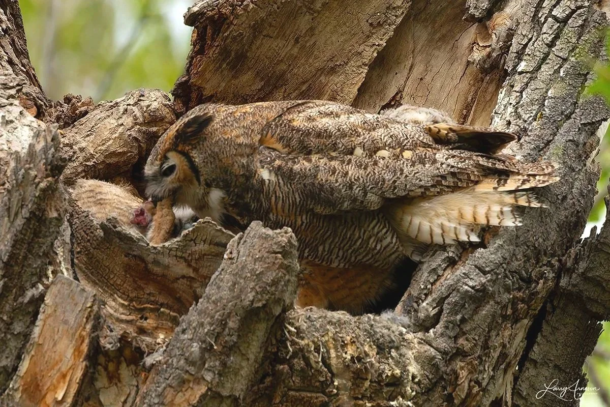 _DSC8687 - Mama is sharing some lunch with the owlets.