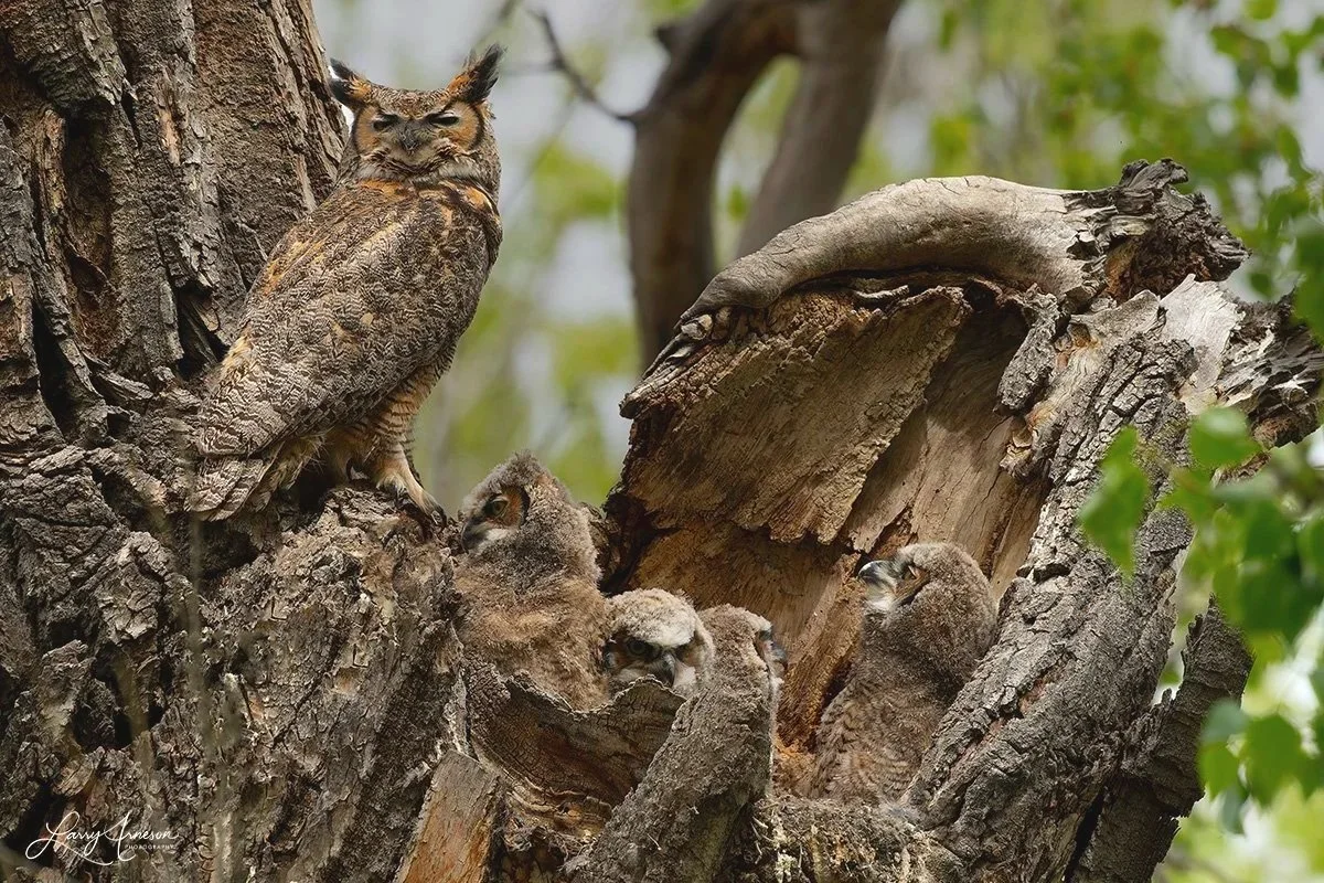 _DSC8887 - Mama Great Horned Owl keeping watch over the four owlets.