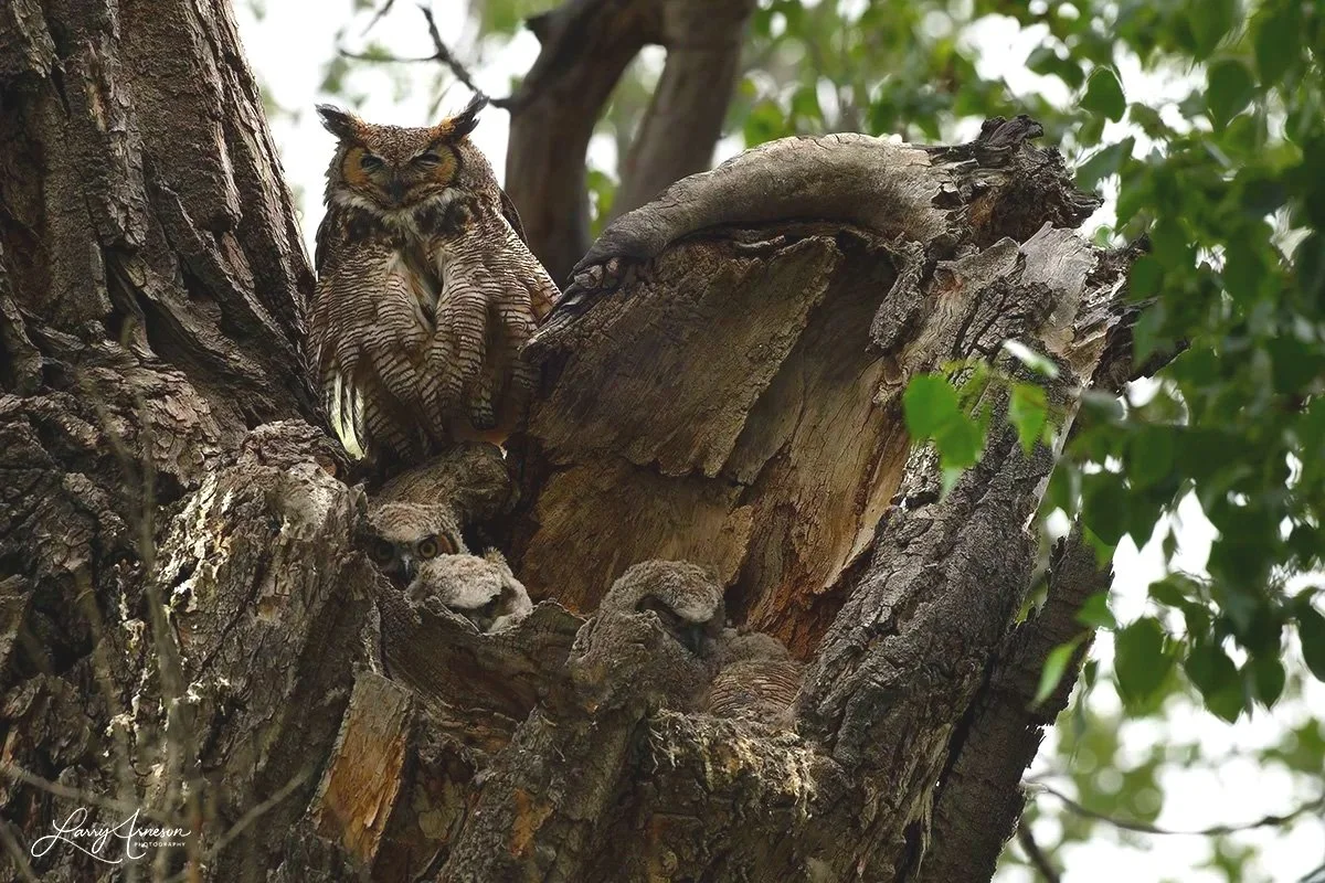 _DSC9180 - Getting anxious to get out of the nest.