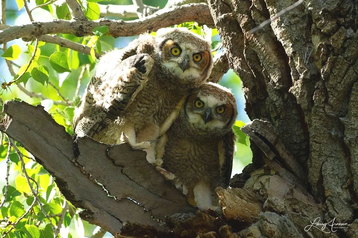 _DSC0988 - All of the owlets have left the nest.  These two are staying close together but go back to the nest to eat since they haven't learned to feed themselves yet.