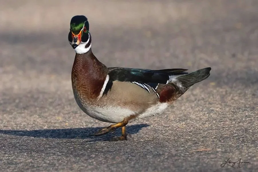 _DSC7171_web - Wood Duck Male