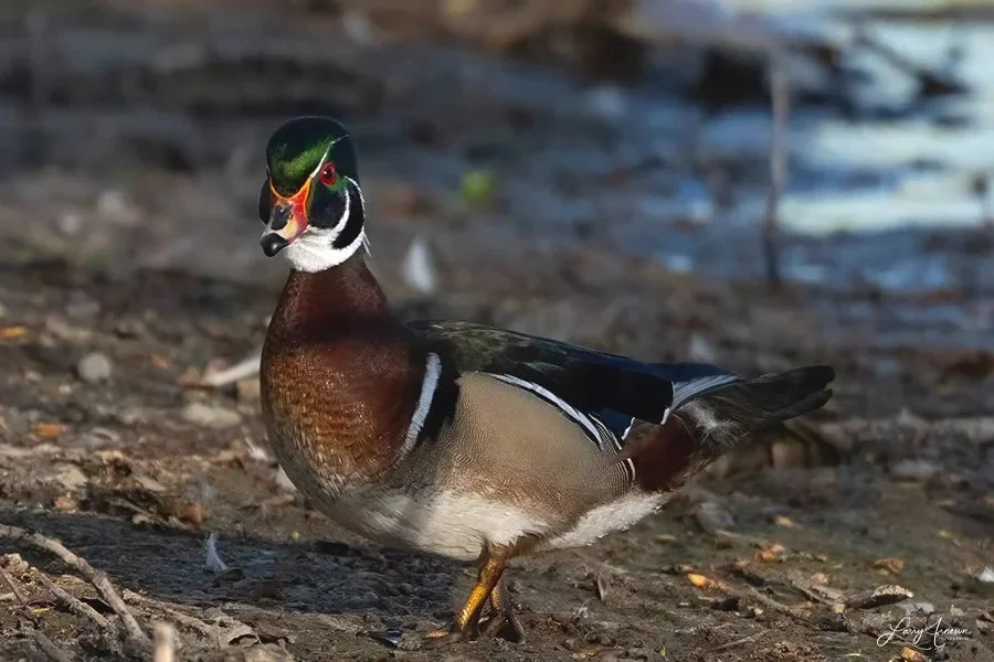 _DSC7131_web - Wood Duck Male