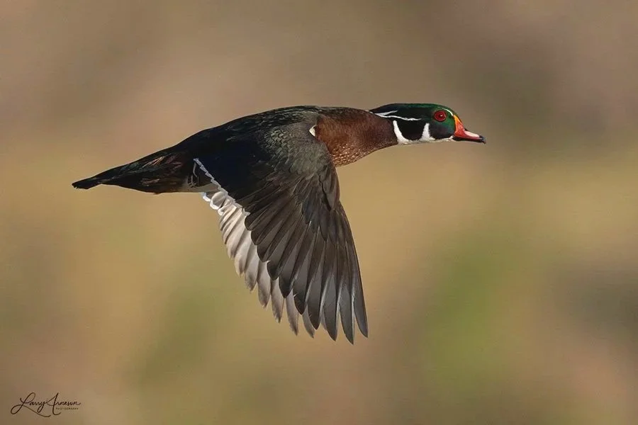 _DSC6723_web - Wood Duck Male
