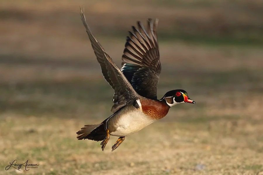 _DSC6598_web - Wood Duck Male