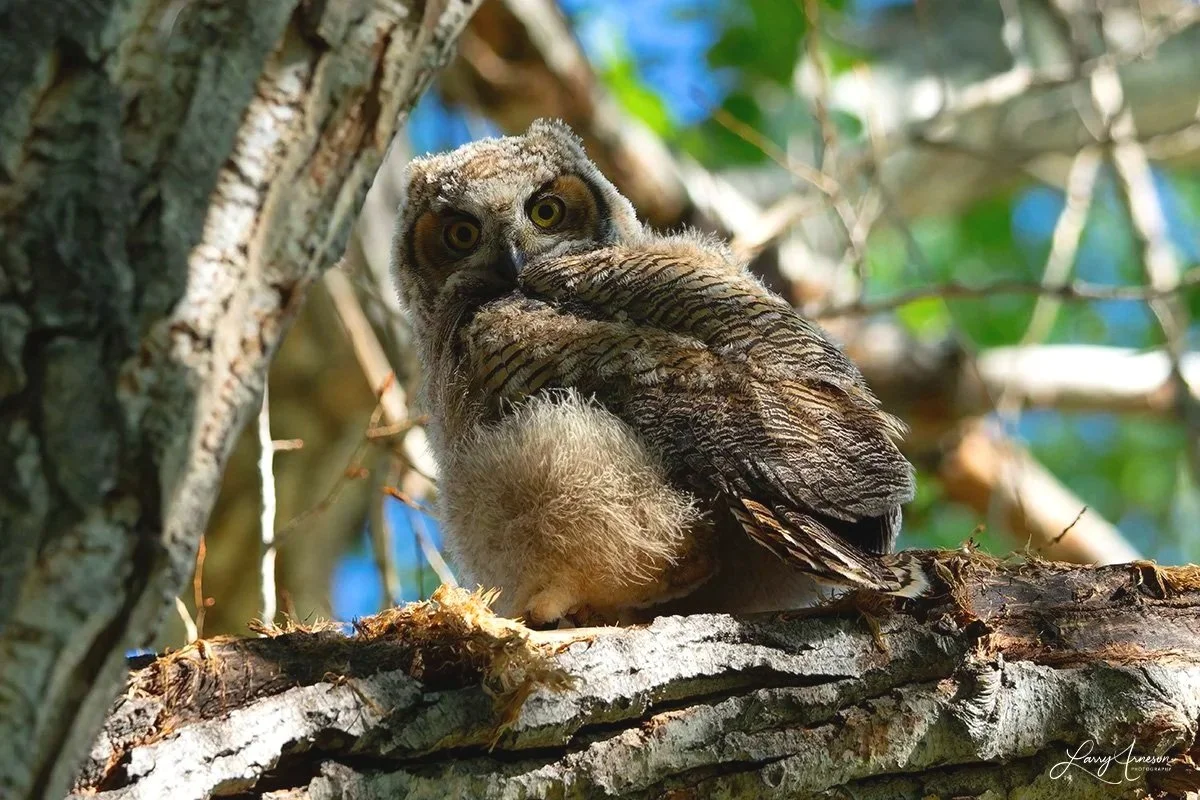 _DSC0454 - The smallest owlet sitting on a branch in a distant tree.