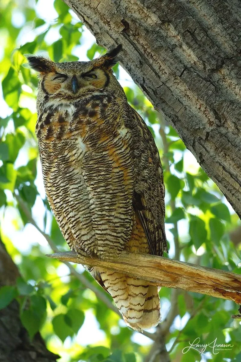 _DSC0432 - The adult female Great Horned Owl sitting on a branch where she can see all of her offspring on the different branches.