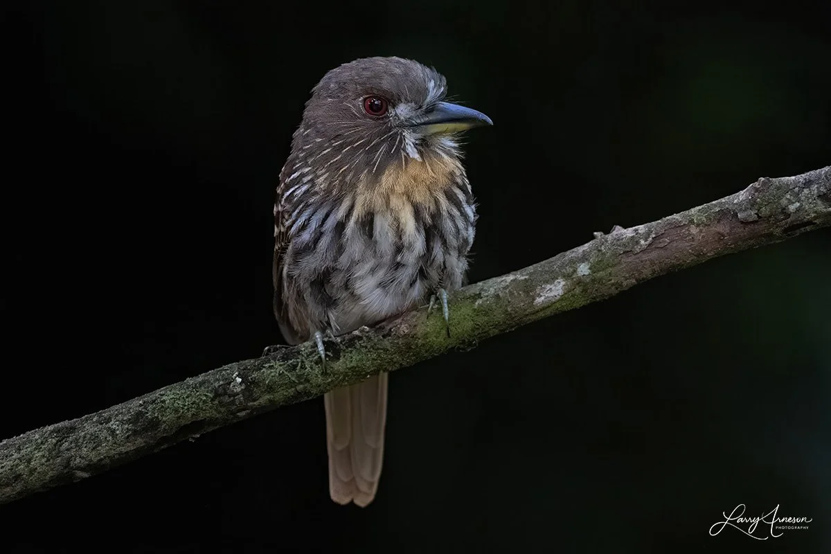 White-whiskered puffbird - _DSC8050_web.jpg