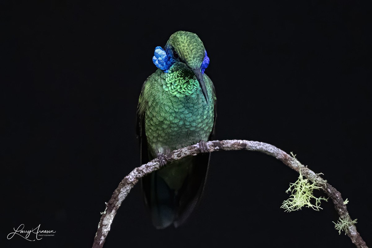 Lesser Violetear showing his brilliant violet ear feathers. _DSC2296_web.jpg
