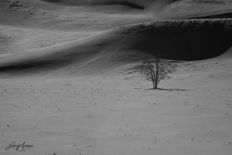 B&W IR Yellowstone Lone Tree