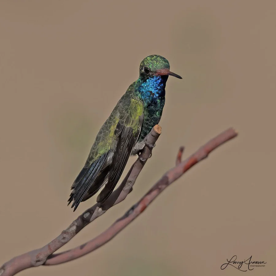 Adult Male Broad-billed Hummingbird
