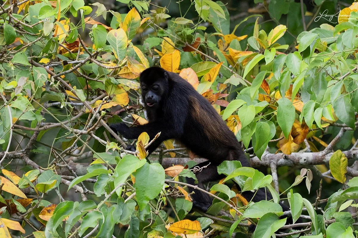 Mantled howler monkey - _DSC9255_web.jpg