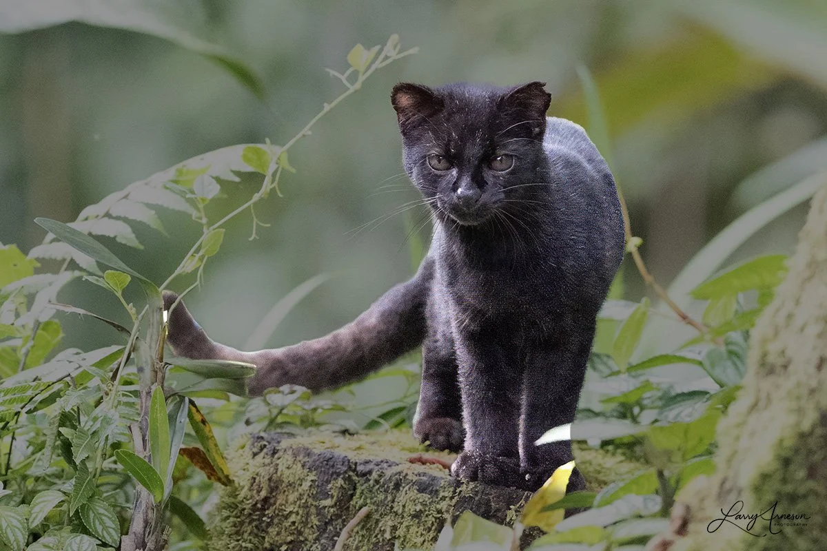 The Central American Tigrina, widely known as the Central American Oncilla, is a critically endangered, elusive small wild cat native exclusively to the cloud forests and alpine paramo ecosystems of Costa Rica and Panama.  _DSC3551_web.jpg