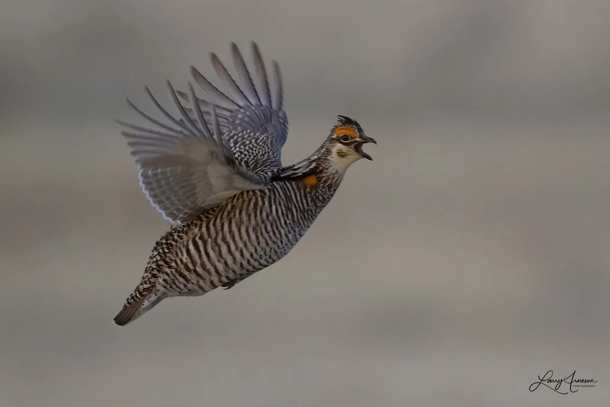 Prairie Chicken