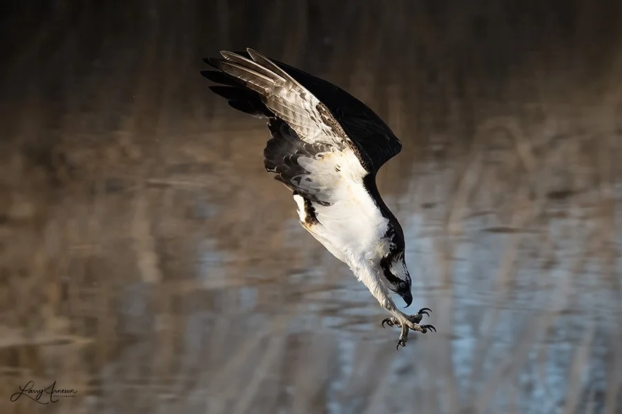 Diving Osprey is inches from contact with water.  Note the two talons facing forward and two talons facing backward.  This helps them grab and hold onto a slippery fish.