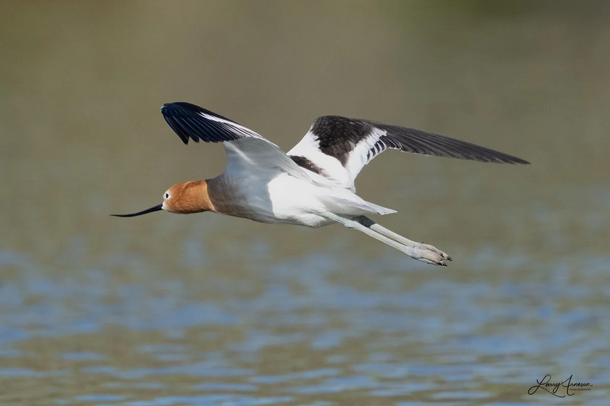_DSC7640_web - American Avocet