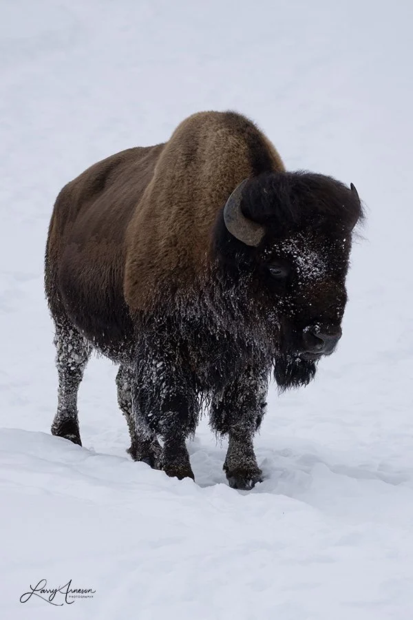 Yellowstone Bison 1