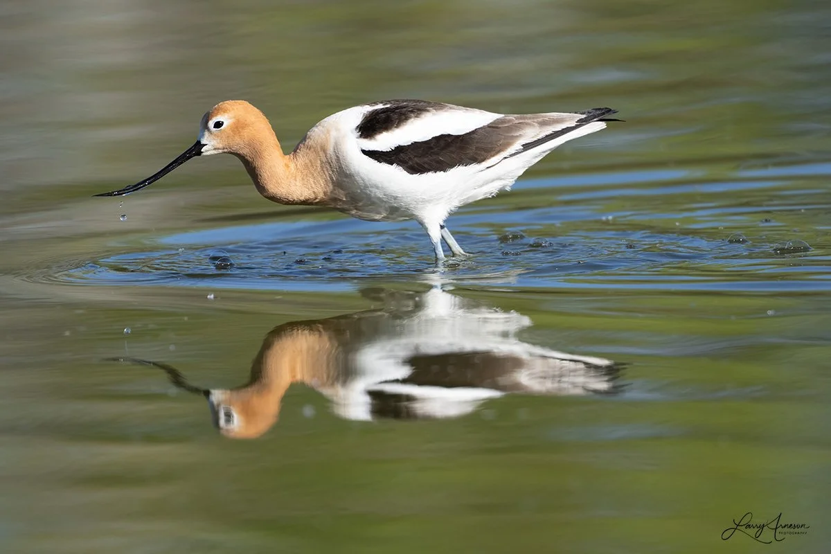 _DSC7593_web - American Avocet
