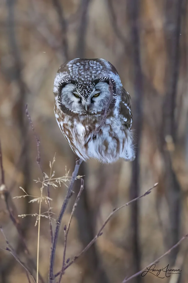 Boreal Owl 2
