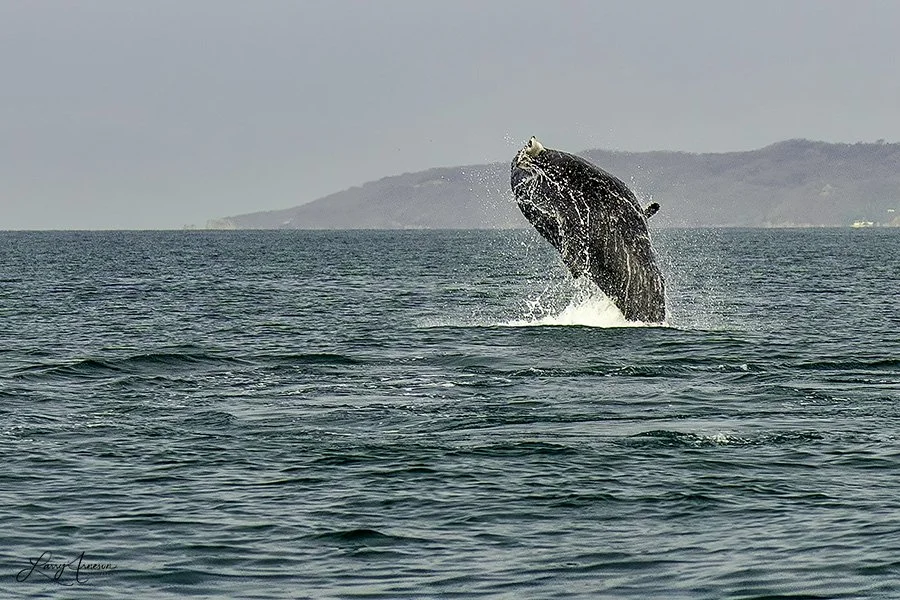Puerto Vallarta Whales