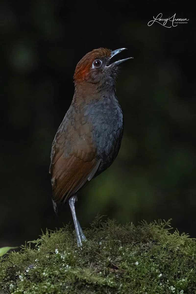 _DSC4388_web - Chestnut-naped Antpitta