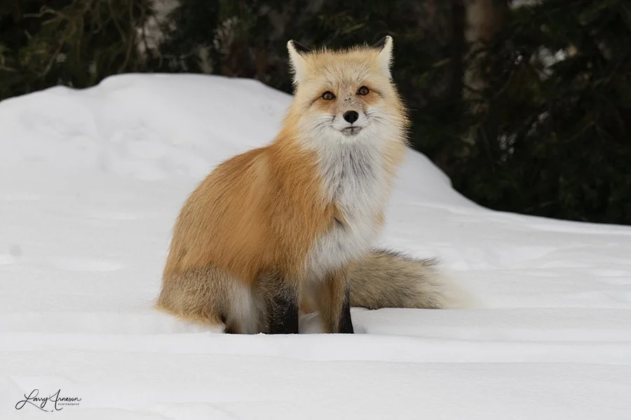 Yellowstone Fox 2