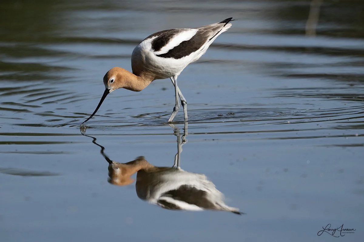 _DSC7548_web - American Avocet