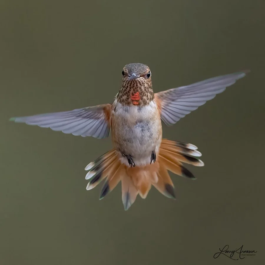 Adolescent Rufous Hummingbird