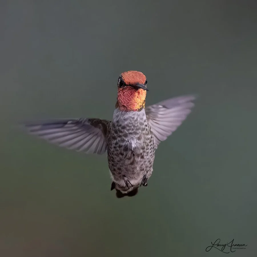 Rufous Hummingbirds
