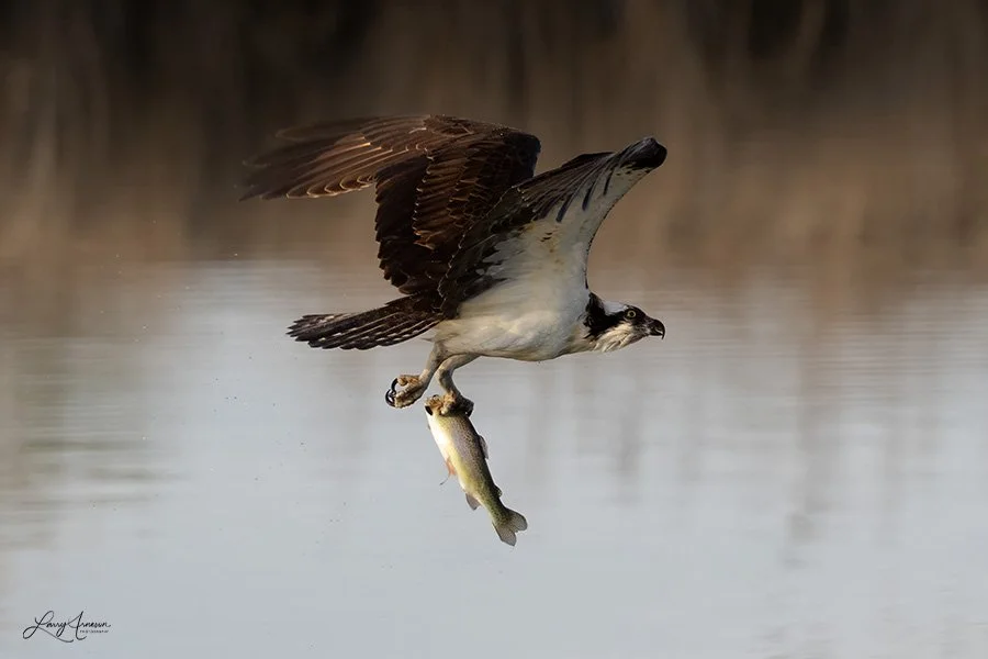 Osprey with fish.