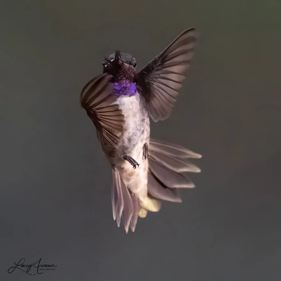 Adult Male Black-chinned Hummingbird