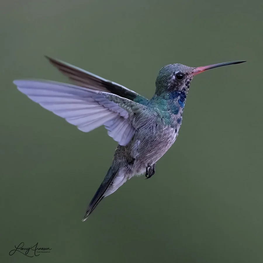 Adult Male Broad-billed Hummingbird