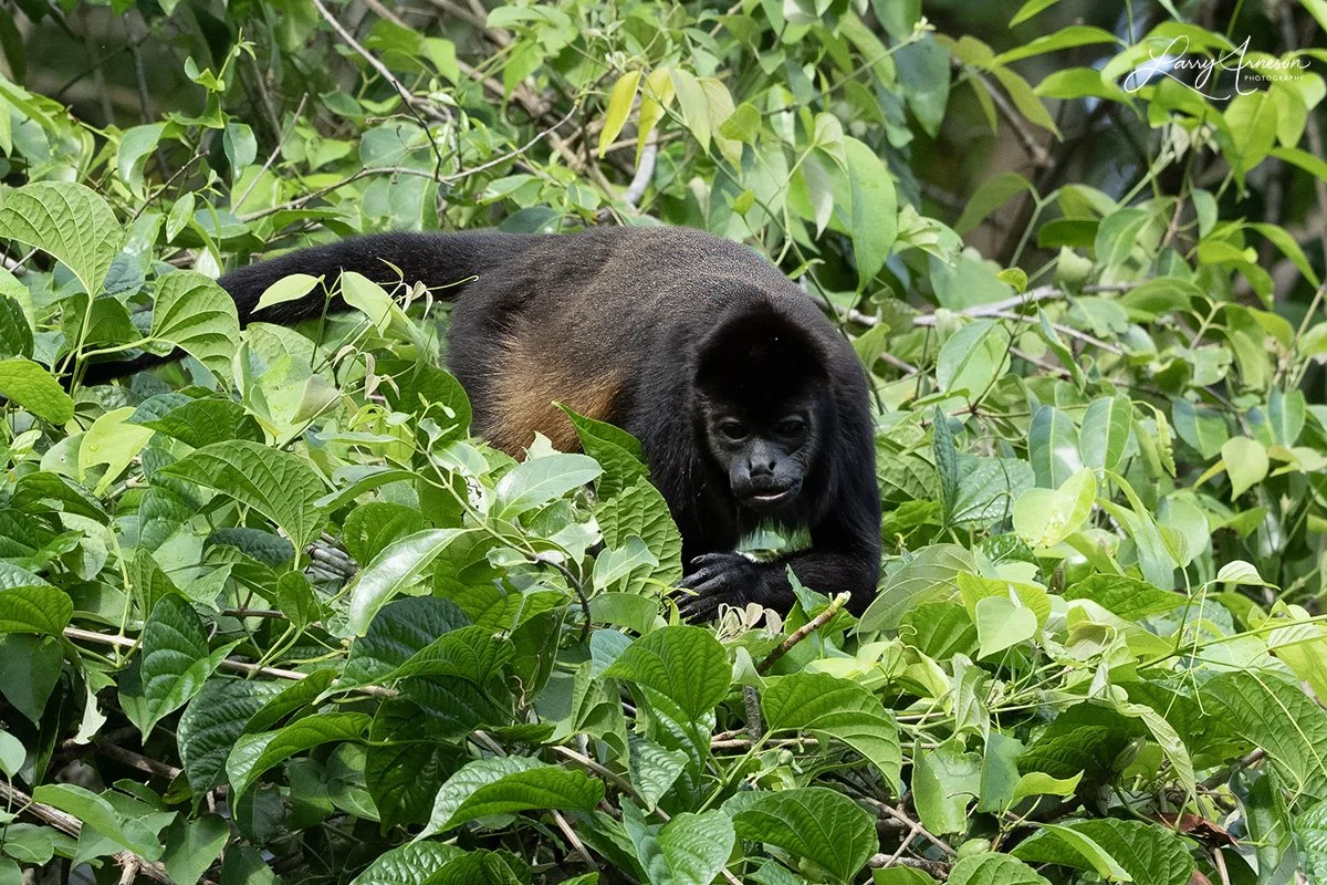 Mantled howler monkey - _DSC9223_web.jpg