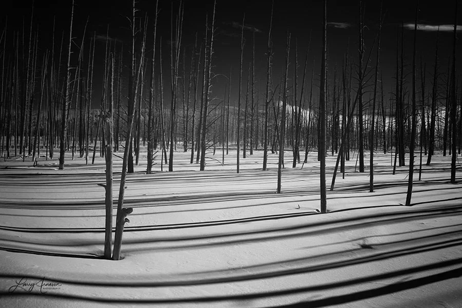 B&W IR Yellowstone Hot Springs Trees