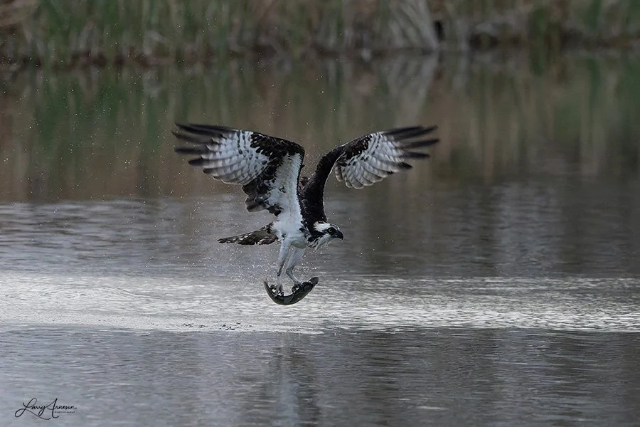 Osprey with fish.