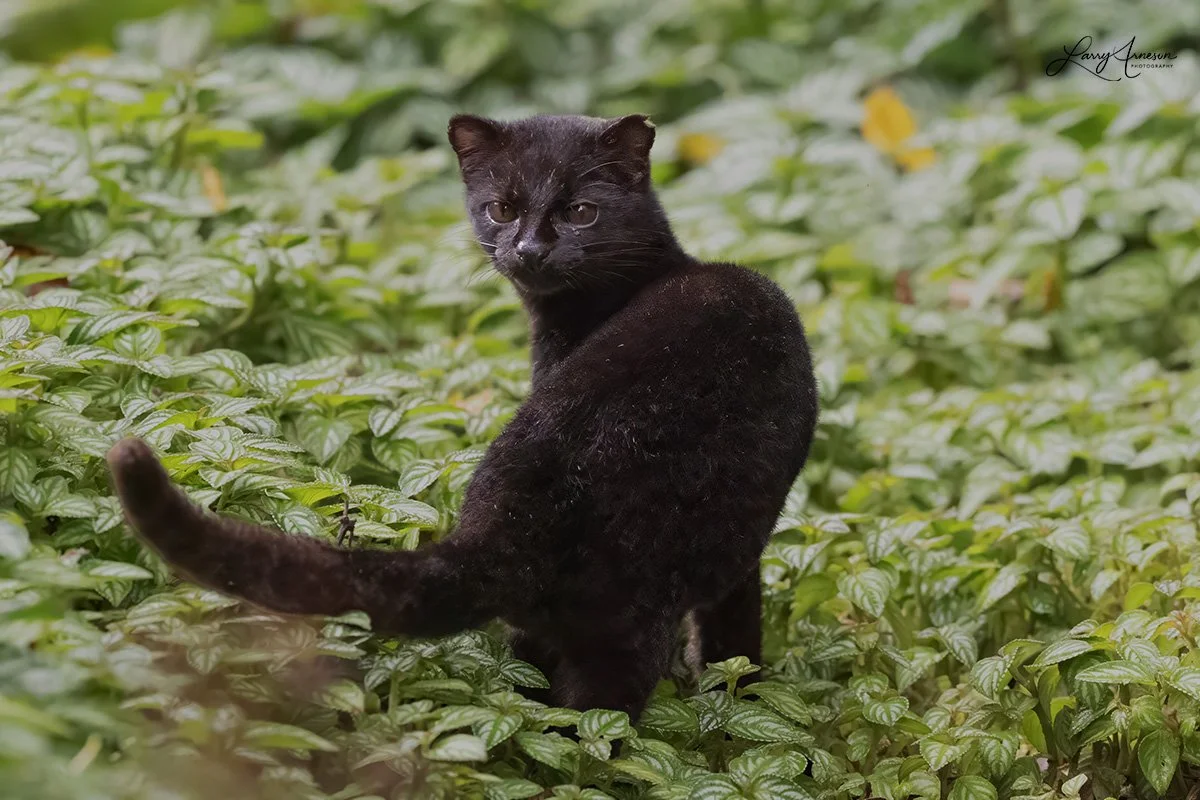 The Central American Tigrina, widely known as the Central American Oncilla, is a critically endangered, elusive small wild cat native exclusively to the cloud forests and alpine paramo ecosystems of Costa Rica and Panama.  _DSC3972_web.jpg