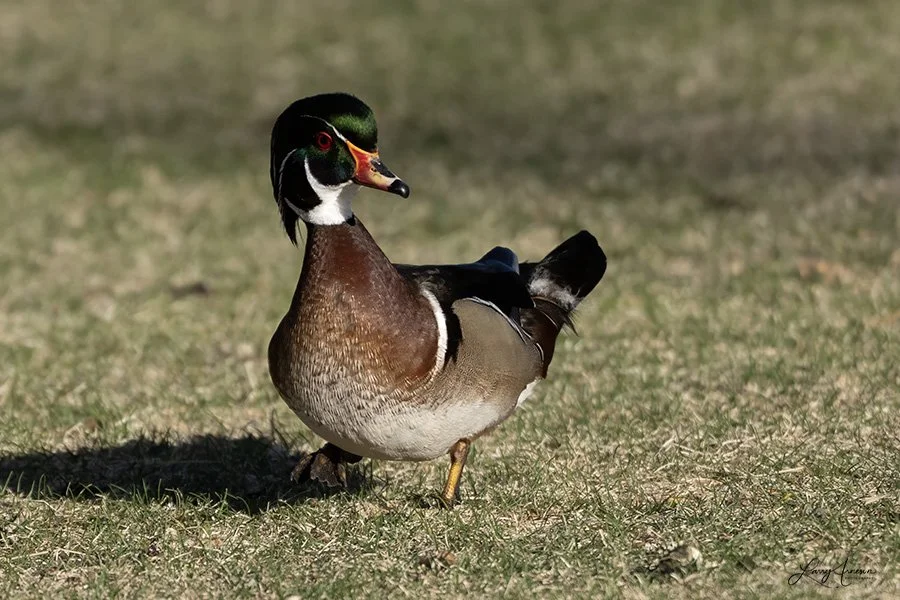 _DSC7258_web - Wood Duck Male