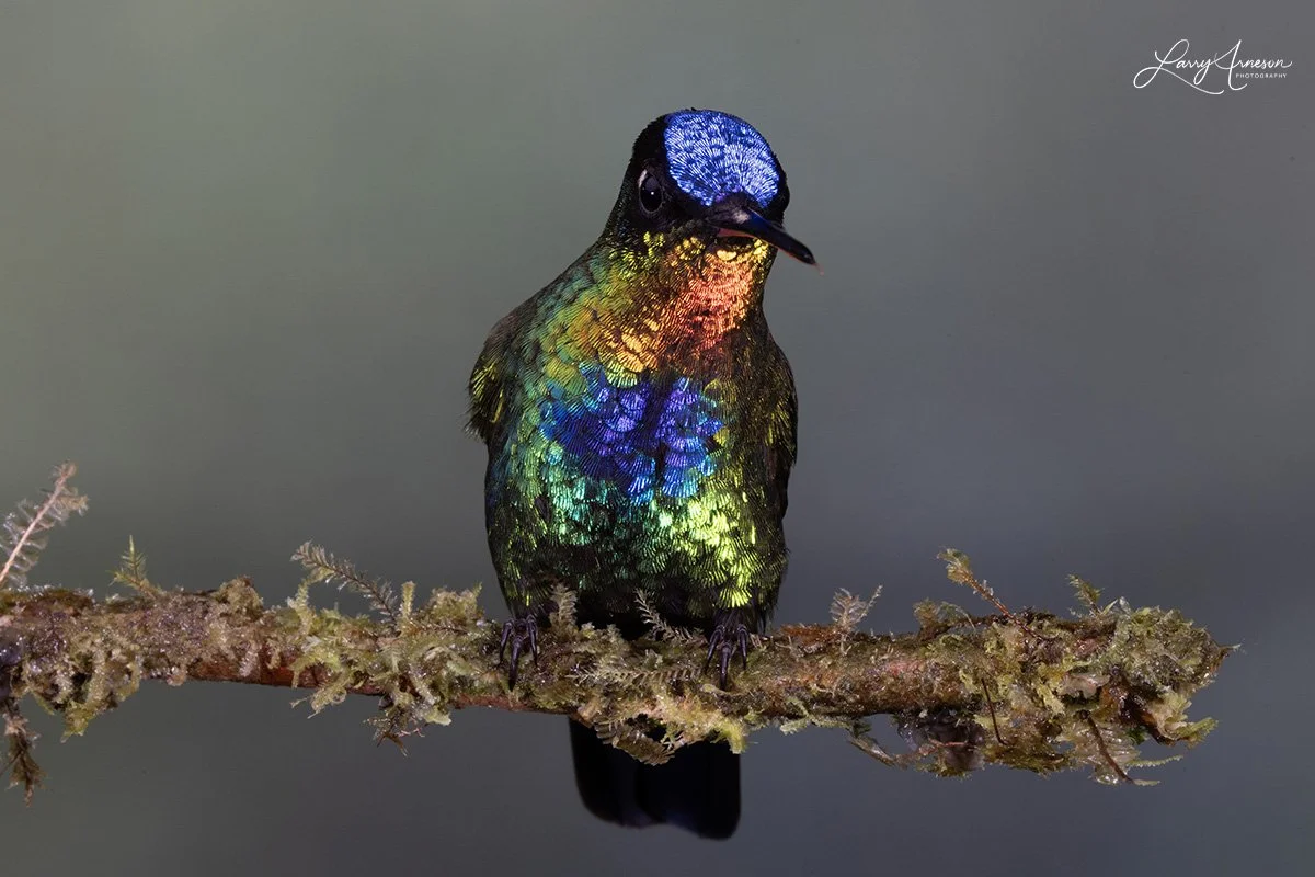Fiery-throated Hummingbird Showing It's Many Colors - _DSC6376_web.jpg